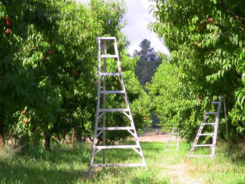 Rolling Hills Farm, Certified Organic Peaches